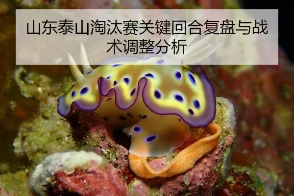 shan-dong-tai-shan-tao-tai-sai-guan-jian-hui-he-fu-pan-yu-zhan-shu-tiao-zheng-fen-xi-2-117.jpg
